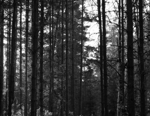 Svartvid bild på skog i Lugnets naturreservat