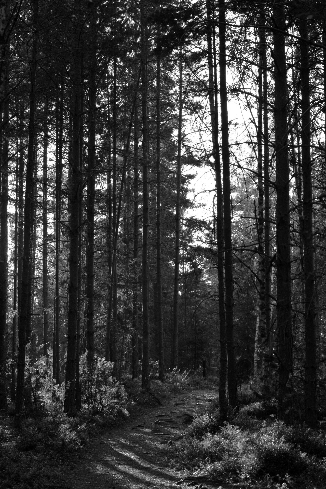 Svartvid bild på skog i Lugnets naturreservat